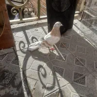 کبوتر خال کرم سرور و سرور زرد