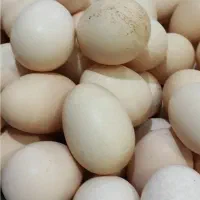 تخم مرغ محلی
