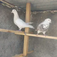 کبوتر مایه درجه یک