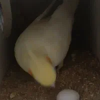 ط و ط ی ع روس|پرنده|سبزوار, کهنه آب|دیوار