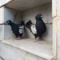 مغلف|پرنده|الوند, |دیوار