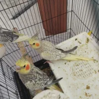 2عدد جوجه عروس هلندی گلباقالی