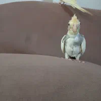 جوجه عروس|پرنده|ری, سیزده آبان|دیوار