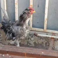 خروس‌گلین‌جوان|حیوانات مزرعه|اقبالیه, |دیوار