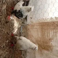 کبوتر دومی جفت دمه توخم