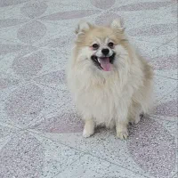 پامر روباهی|سگ|کوار, |دیوار