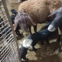 بره شیری. میش. گوسفند