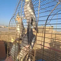 عروس هلندی کار داده|پرنده|مشهد, شهید معقول|دیوار