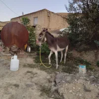 الاغ فروشی