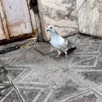 کفتر شامی نذ|پرنده|بم, |دیوار