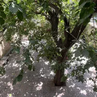 ۲۰۰ متر کلنگی