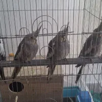 عروس هلندی