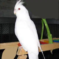عروس هلندی جفت نر و ماده