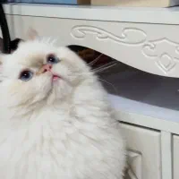 گربه|گربه|پیشوا, |دیوار