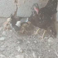 فروشی ماکیان با 10جوجه