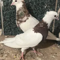 کفتر طوق سرخ نر