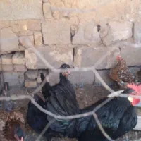 مرغ گلین و جوجه و بوقلمون|حیوانات مزرعه|رفسنجان, |دیوار