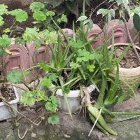 فروش گل و نهال میوه|گل و گیاه طبیعی|رشت, چله خانه|دیوار