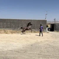 ااسب یه سر نریان|اسب و تجهیزات اسب‌سواری|رزن, |دیوار