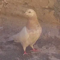 کفتر  رنگه کله  سینه|پرنده|مشهد, عسگریه|دیوار