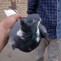 تعدادی کفتر پلاس پشت دار اصل|پرنده|قم, عمار یاسر|دیوار