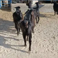 بز محلی|حیوانات مزرعه|بهبهان, |دیوار