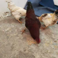 ۱۳۰۰|حیوانات مزرعه|فریمان, |دیوار