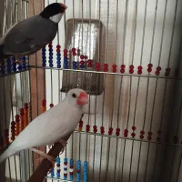 فنچ نرگسی|پرنده|گنبد کاووس, |دیوار