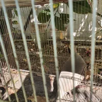 مرغ محلی|حیوانات مزرعه|دوگنبدان, |دیوار