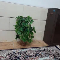 درخت انگور مصنوعی ۹۰سانت هست|گل مصنوعی|شیراز, ارم|دیوار