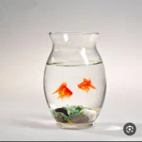 چند مدل تنگ ماهی