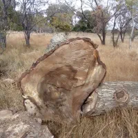 خ ریدچوببالاترین قیمت چوب خشک و تر