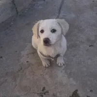 سگ پاکوتاه سفید اشپیتز