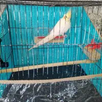 عروس هلندی لوتینو