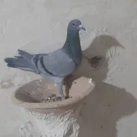 کبوار مسافتی|پرنده|بناب, |دیوار