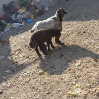 2 راس میش روزگاری داشتی