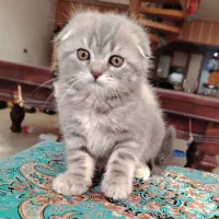 گربه اسکاتیش  و بریتیش