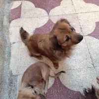 سگ قهوه ایی|سگ|شیراز, شهرک بهار|دیوار