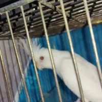 عروس هلندی|پرنده|مشهد, حیدرآباد|دیوار
