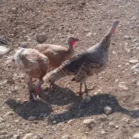 بوقلمون یکساله