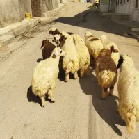 فروشی