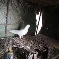 کبوتر پرشی|پرنده|اردکان, |دیوار