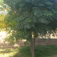 کارهای باغبانی و دیگر با اکیپ جوان