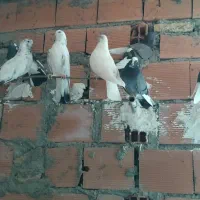 فروش و معاوضه کبوتر