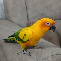 طوطی خورشیدی (سان کانور) پشت زرد|پرنده|ری, اقدسیه|دیوار