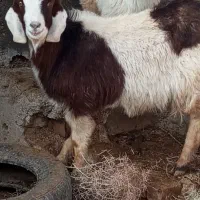 پنج بز دو دندان و دو بره سبک