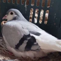 کبوتر یک جفت شیر سبز