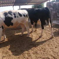 گوساله