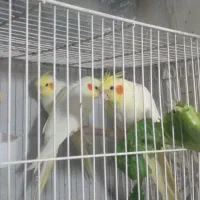 عروس هلندی لوتینو