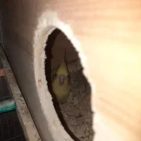 عروس هلندی ماده